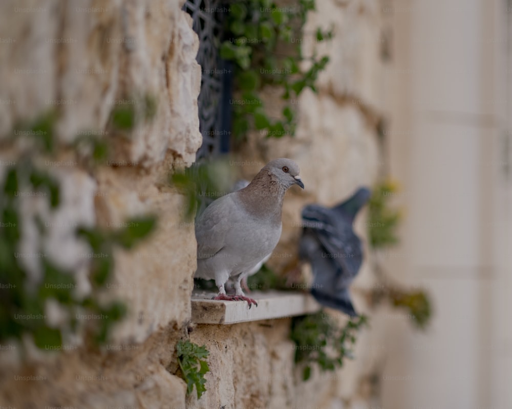 eine Taube, die auf einem Felsvorsprung neben einem Fenster sitzt