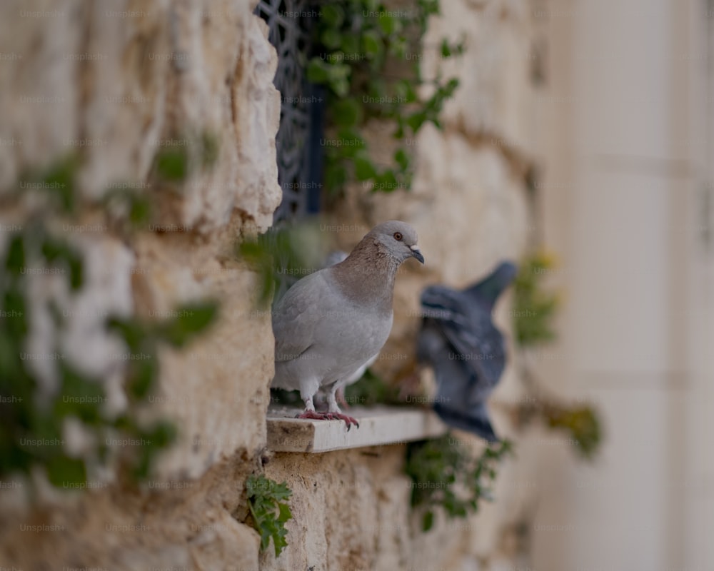 a pigeon sitting on a ledge next to a window