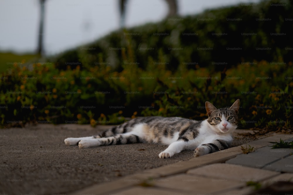 a cat laying on the ground in front of some bushes