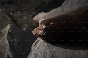 Gros plan d’un phoque posé sur un rocher