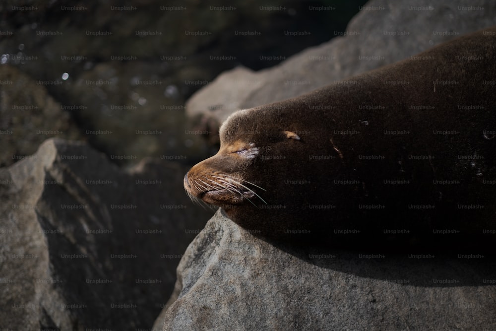 a close up of a seal laying on a rock