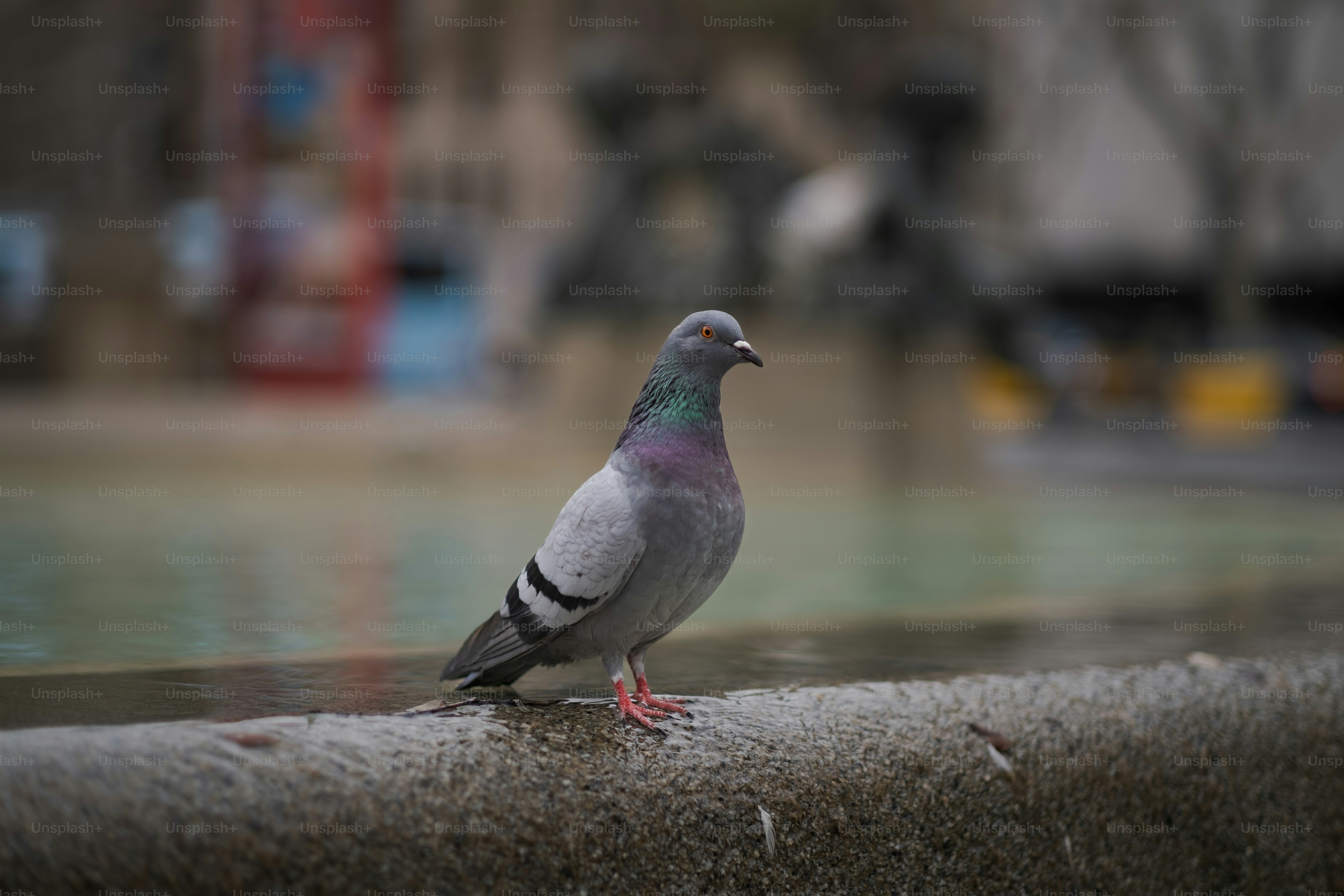 a pigeon sitting on the edge of a fountain