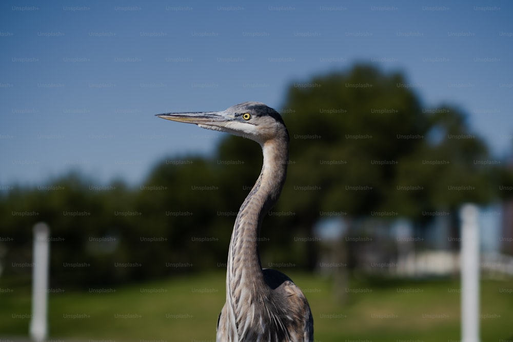 Un grand oiseau debout au sommet d’un champ verdoyant