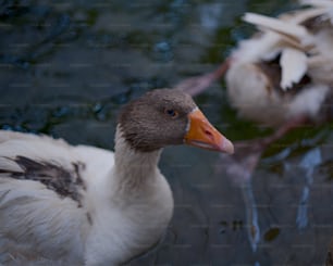 Un par de patos flotando sobre un cuerpo de agua