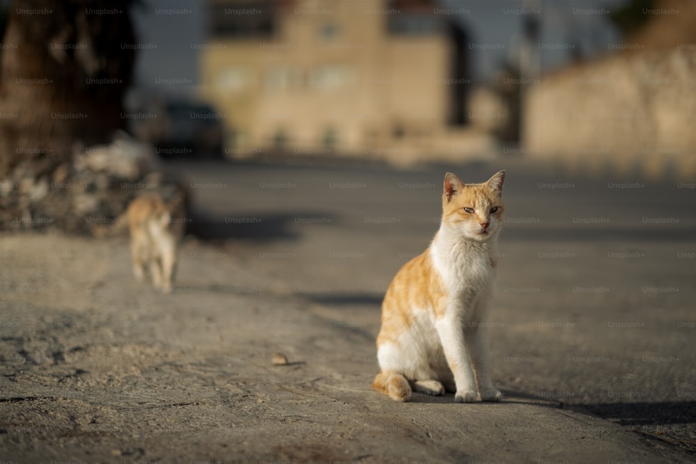 a couple of cats walking down a street