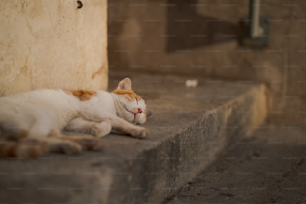 eine orange-weiße Katze, die auf einer Stufe liegt