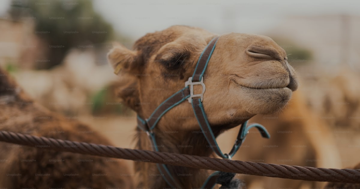 Foto Un primer plano de un camello con un arnés puesto Camellos
