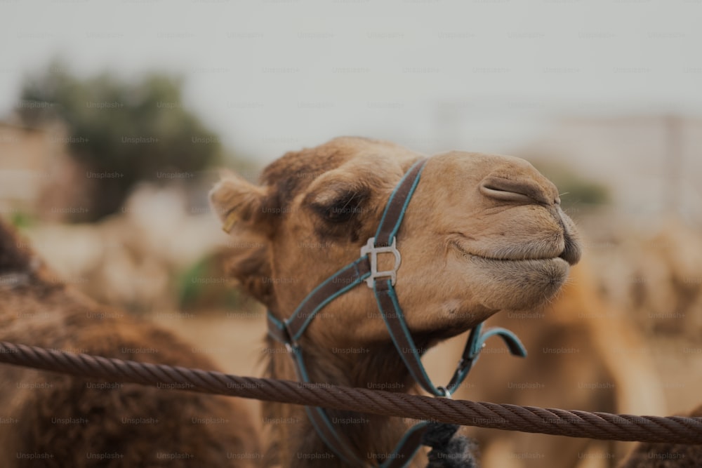 a close up of a camel with a harness on