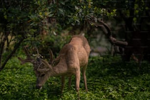 a couple of animals that are standing in the grass