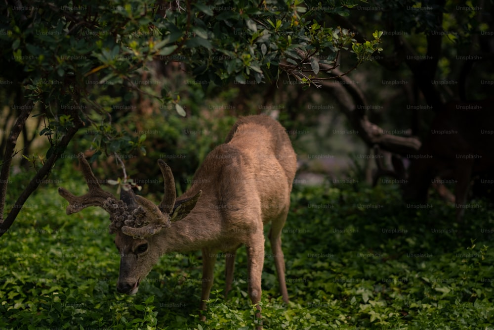 a couple of animals that are standing in the grass