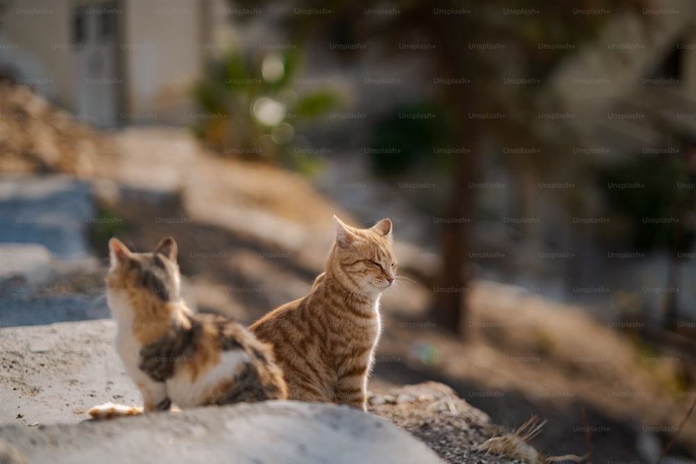 a couple of cats sitting on top of a rock