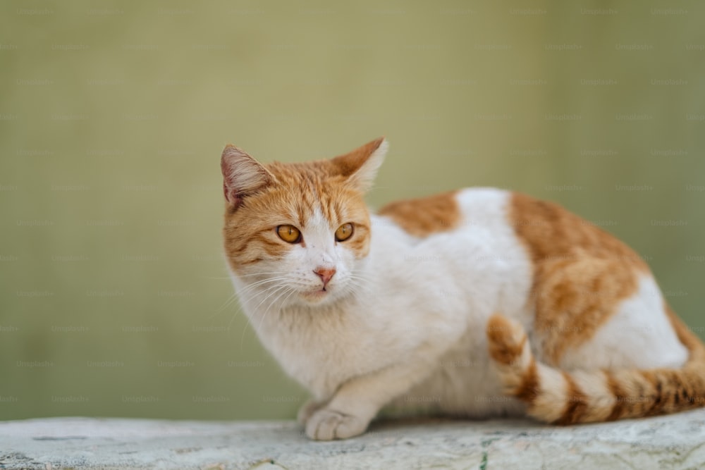 an orange and white cat sitting on top of a rock
