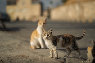 a couple of cats standing next to each other