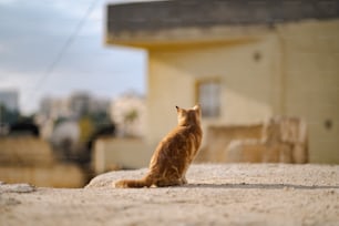 an orange cat sitting on top of a roof