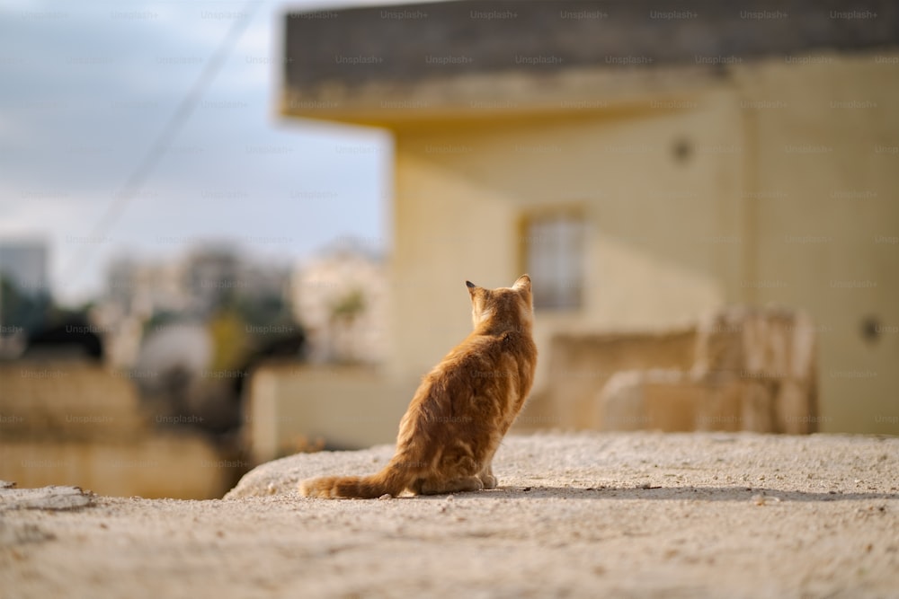 an orange cat sitting on top of a roof