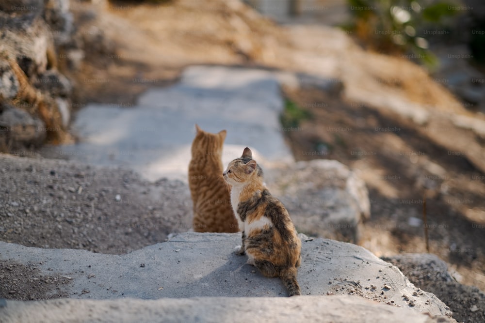 a couple of cats sitting on top of a rock