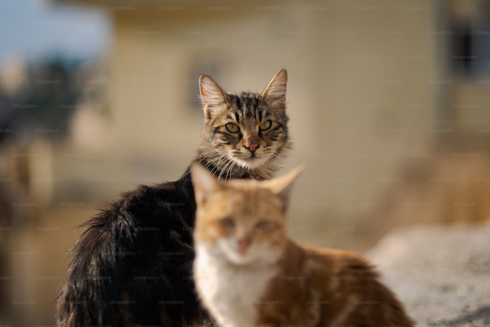 a couple of cats sitting next to each other