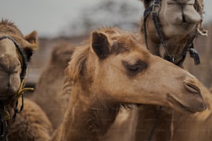 a close up of a camel's head with other camels in the background