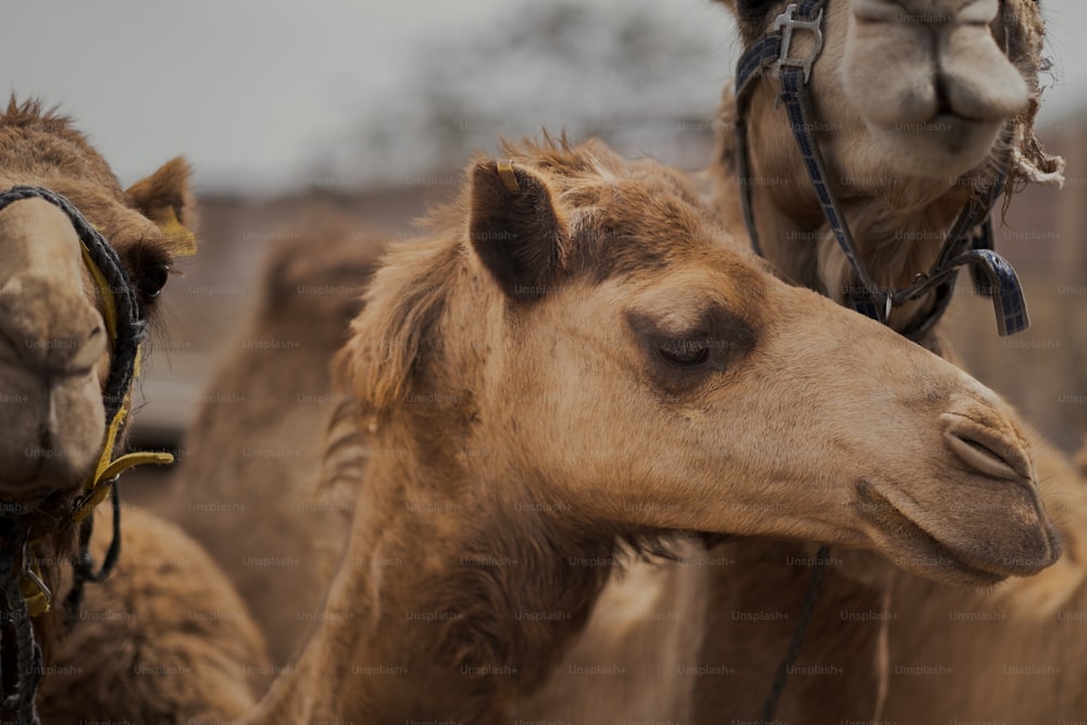 a close up of a camel's head with other camels in the background