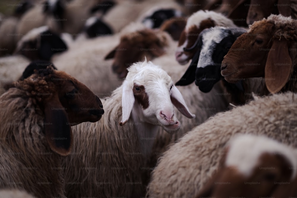 Un rebaño de ovejas de pie una al lado de la otra