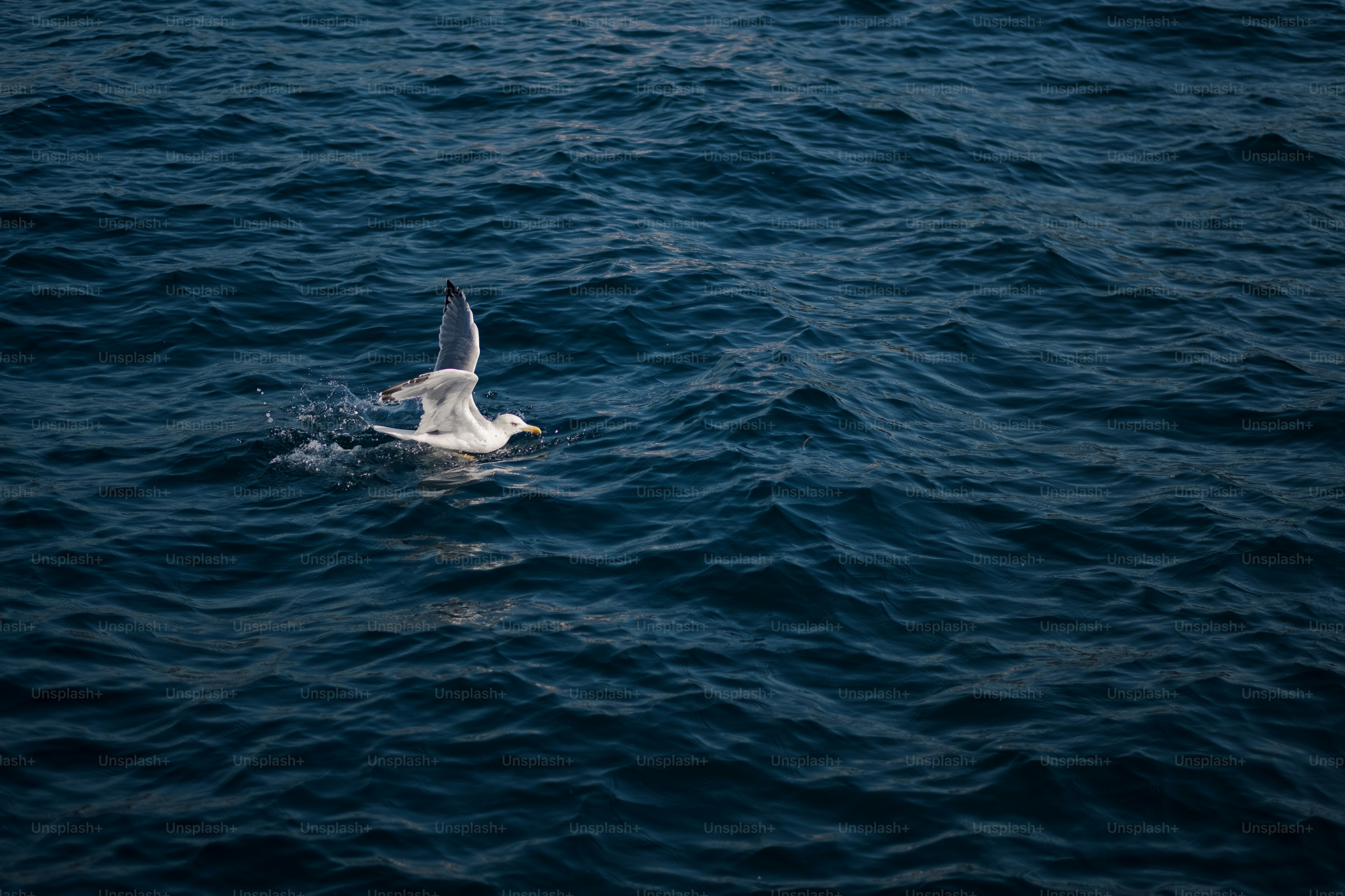 a seagull flying low over the water