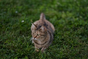 Un gatto che cammina attraverso un campo verde lussureggiante