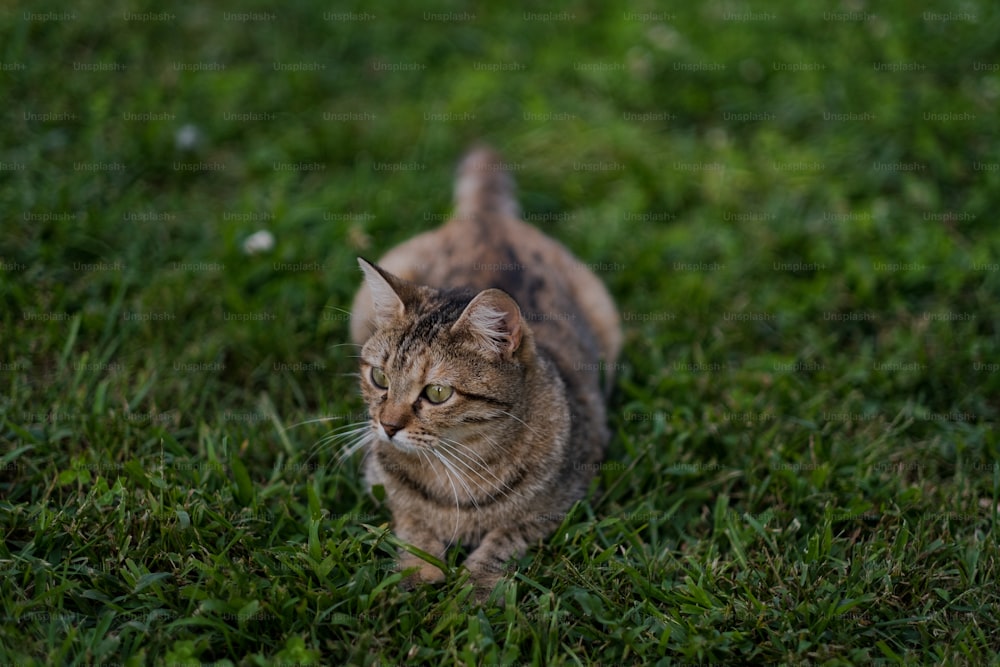 un chat marchant à travers un champ verdoyant