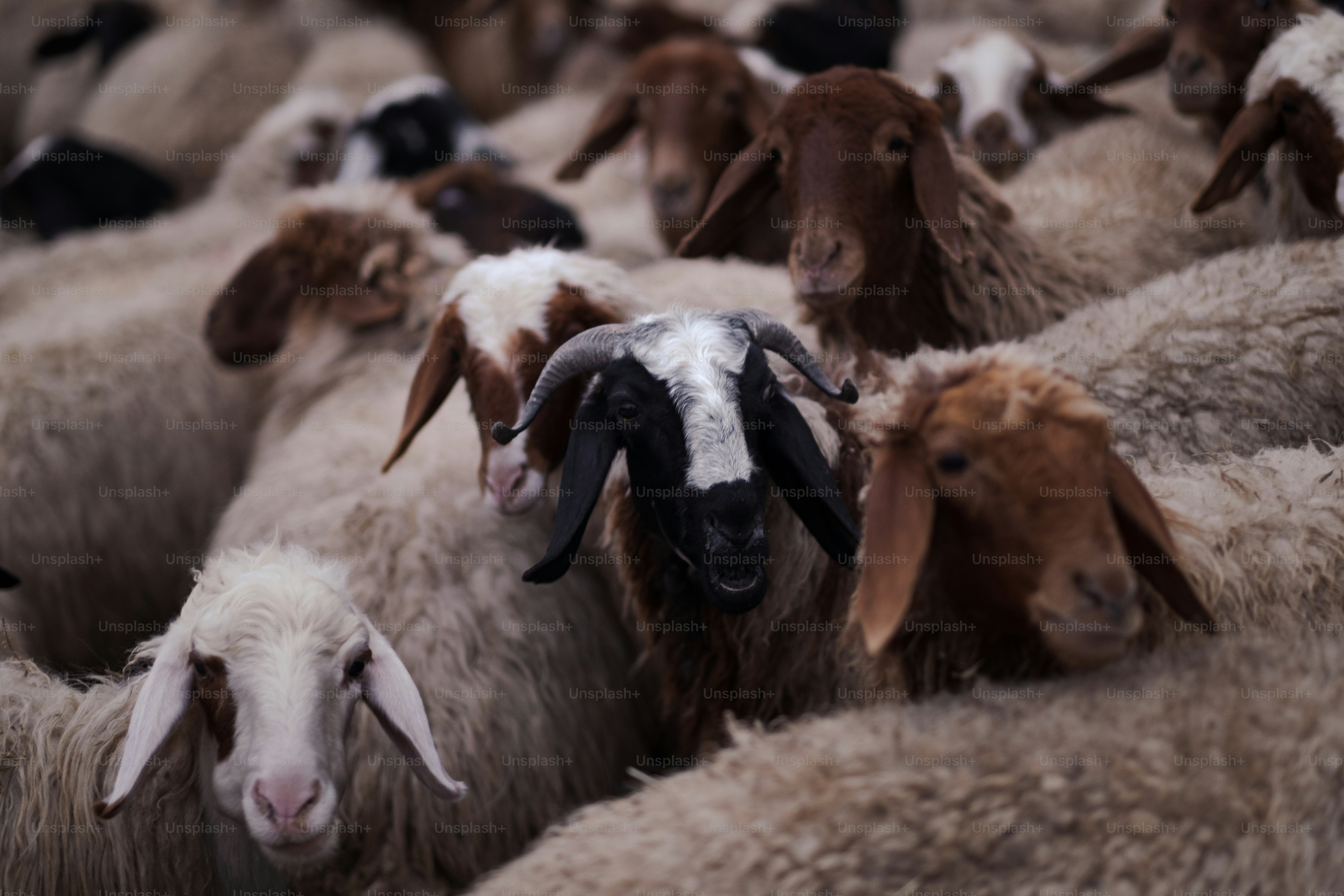a herd of sheep standing next to each other