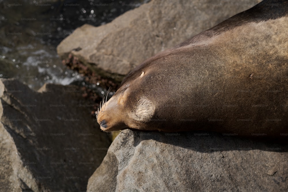 uma foca deitada em uma rocha ao lado de um corpo d'água
