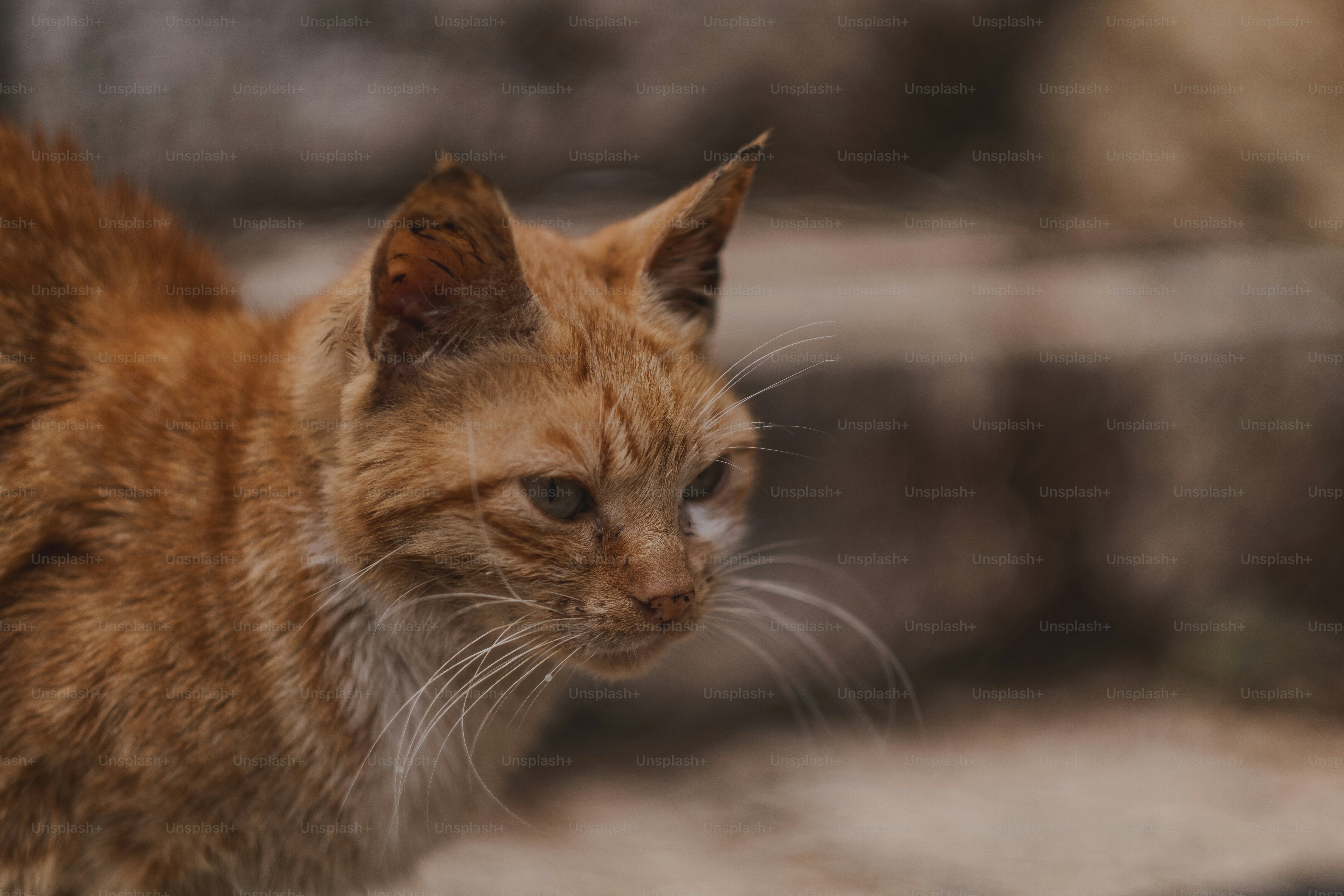 Stray cat in Haifa.