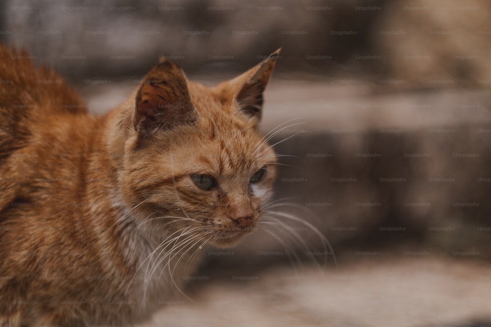 a close up of a cat with a blurry background