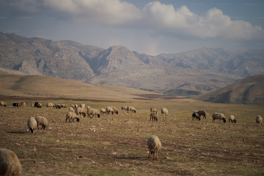 a herd of sheep grazing in a field with mountains in the background