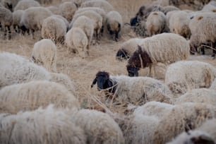 Un gregge di pecore in piedi in cima a un campo di erba secca