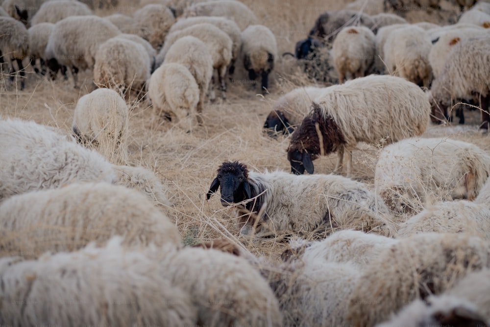 eine Schafherde, die auf einem trockenen Grasfeld steht