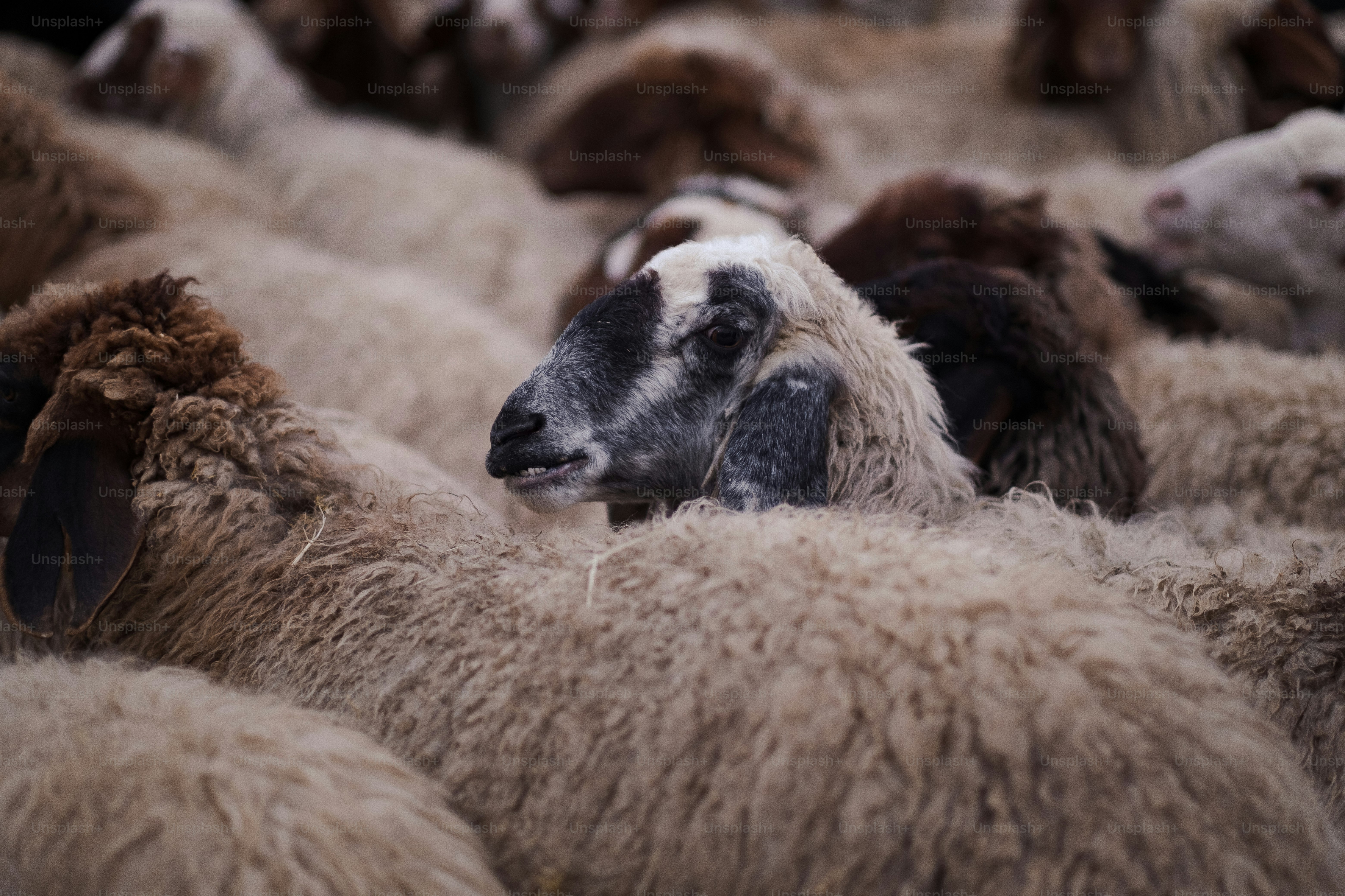 a herd of sheep standing next to each other