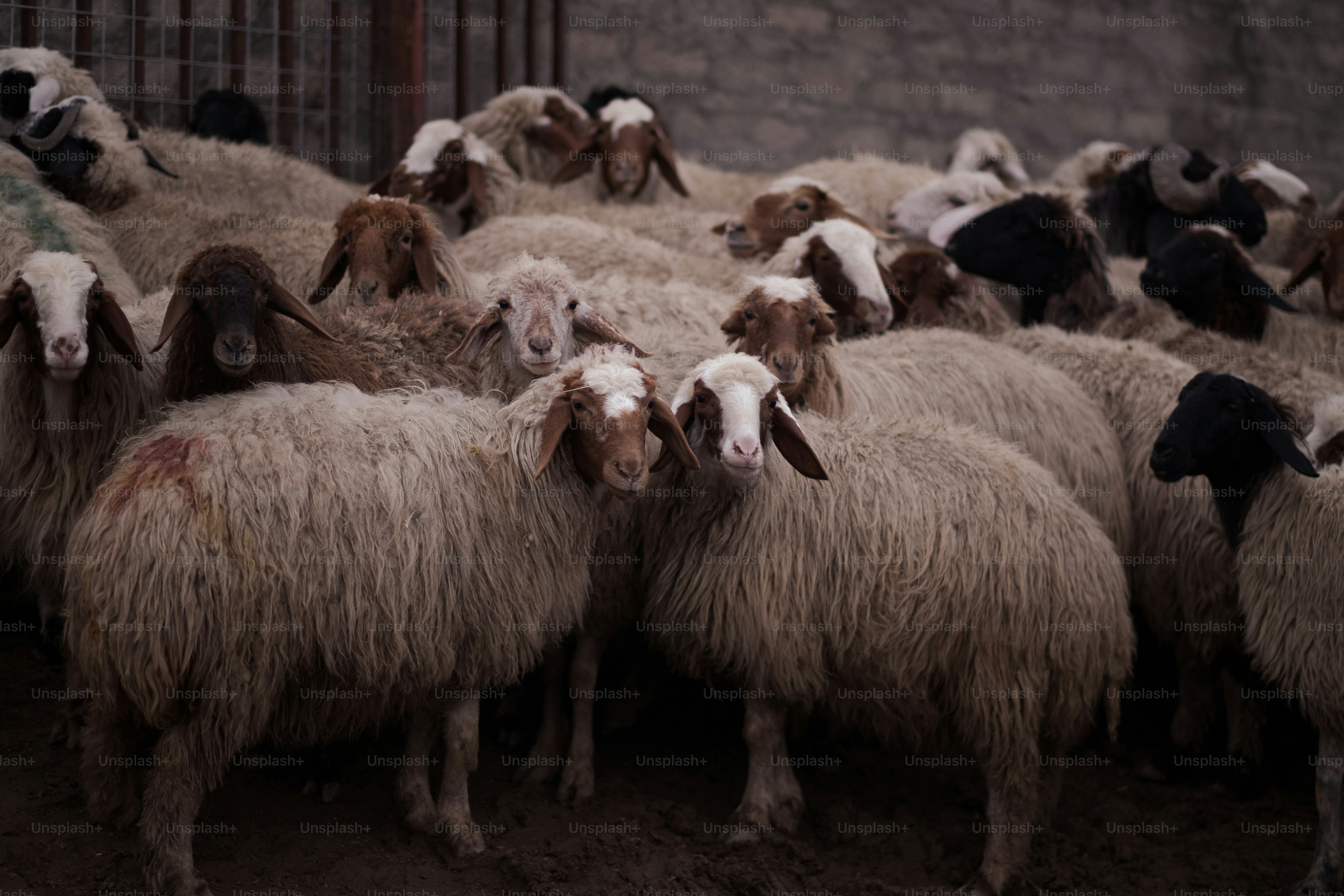 a herd of sheep standing next to each other