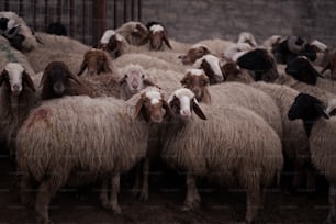 un gregge di pecore in piedi l'una accanto all'altra