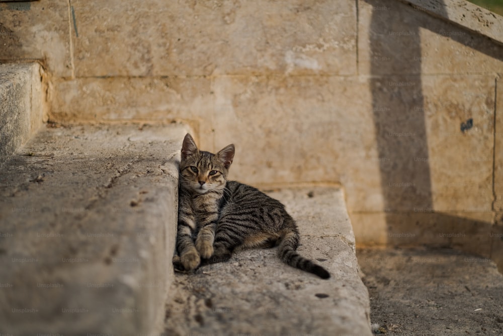 a small kitten sitting on a stone step