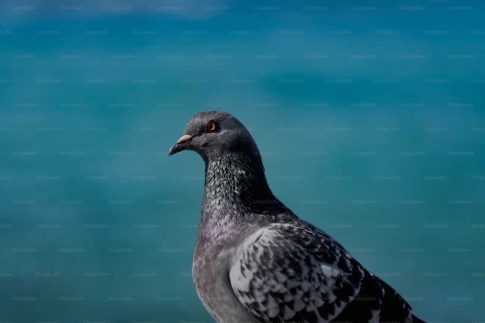 a close up of a pigeon on a ledge