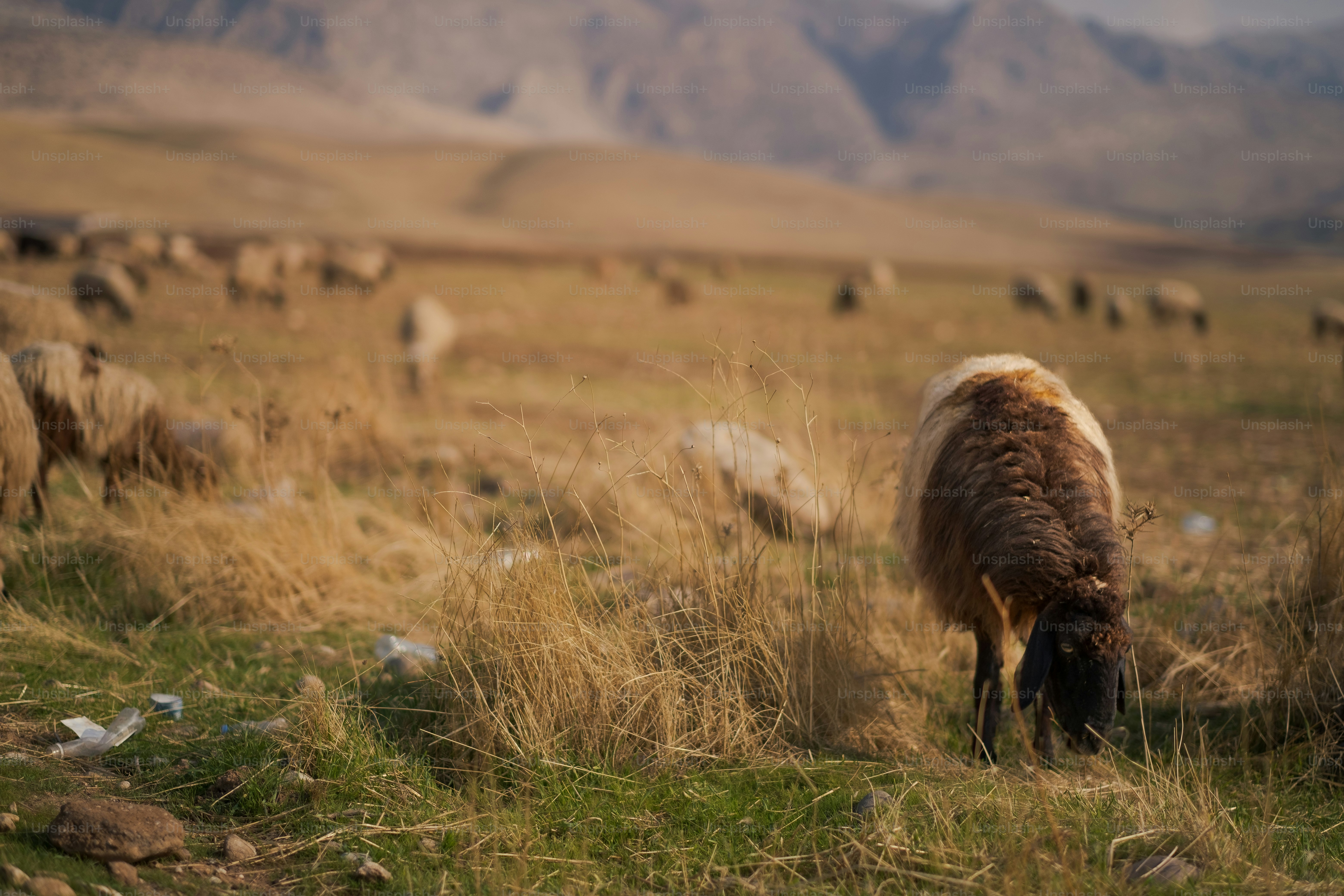 緑豊かな野原で放牧する羊の群れ