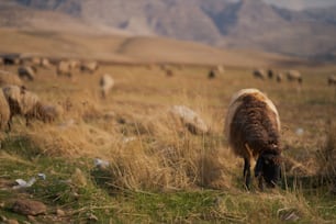 a herd of sheep grazing on a lush green field