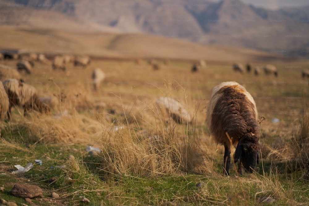 a herd of sheep grazing on a lush green field