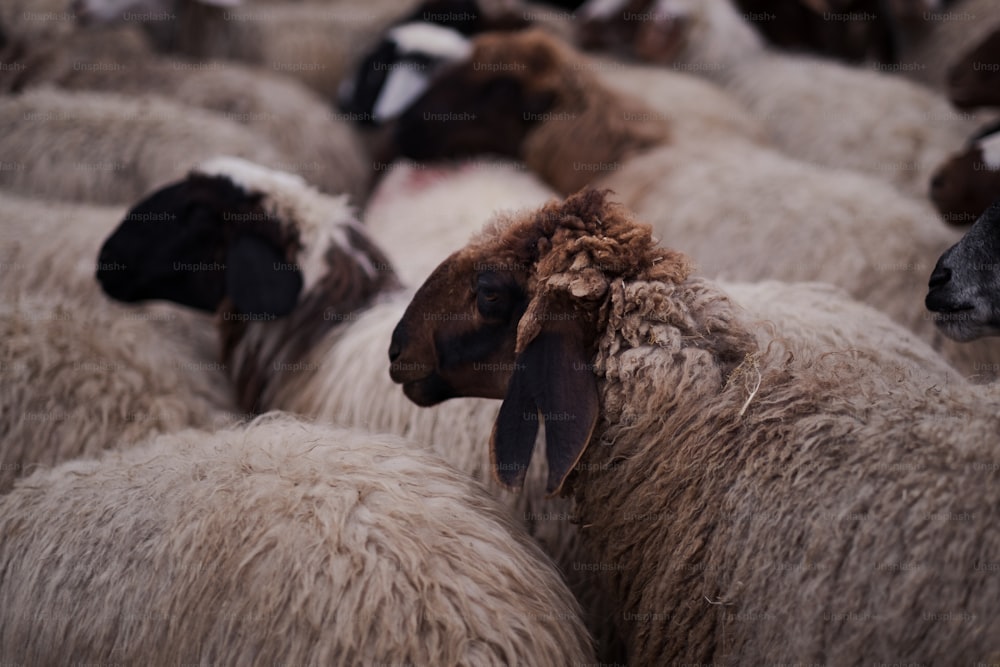 a herd of sheep standing next to each other