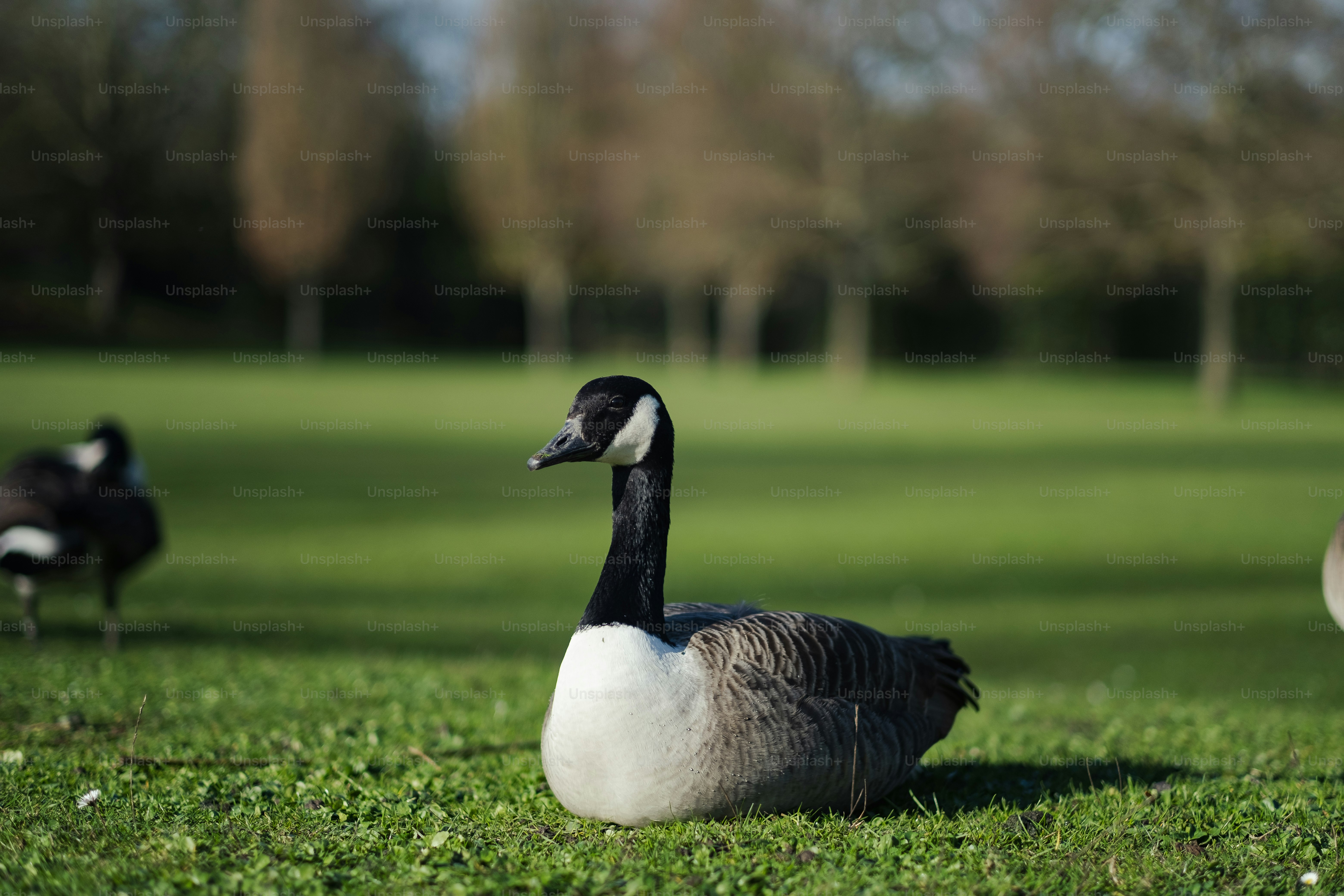 Un couple d’oies debout au sommet d’un champ verdoyant