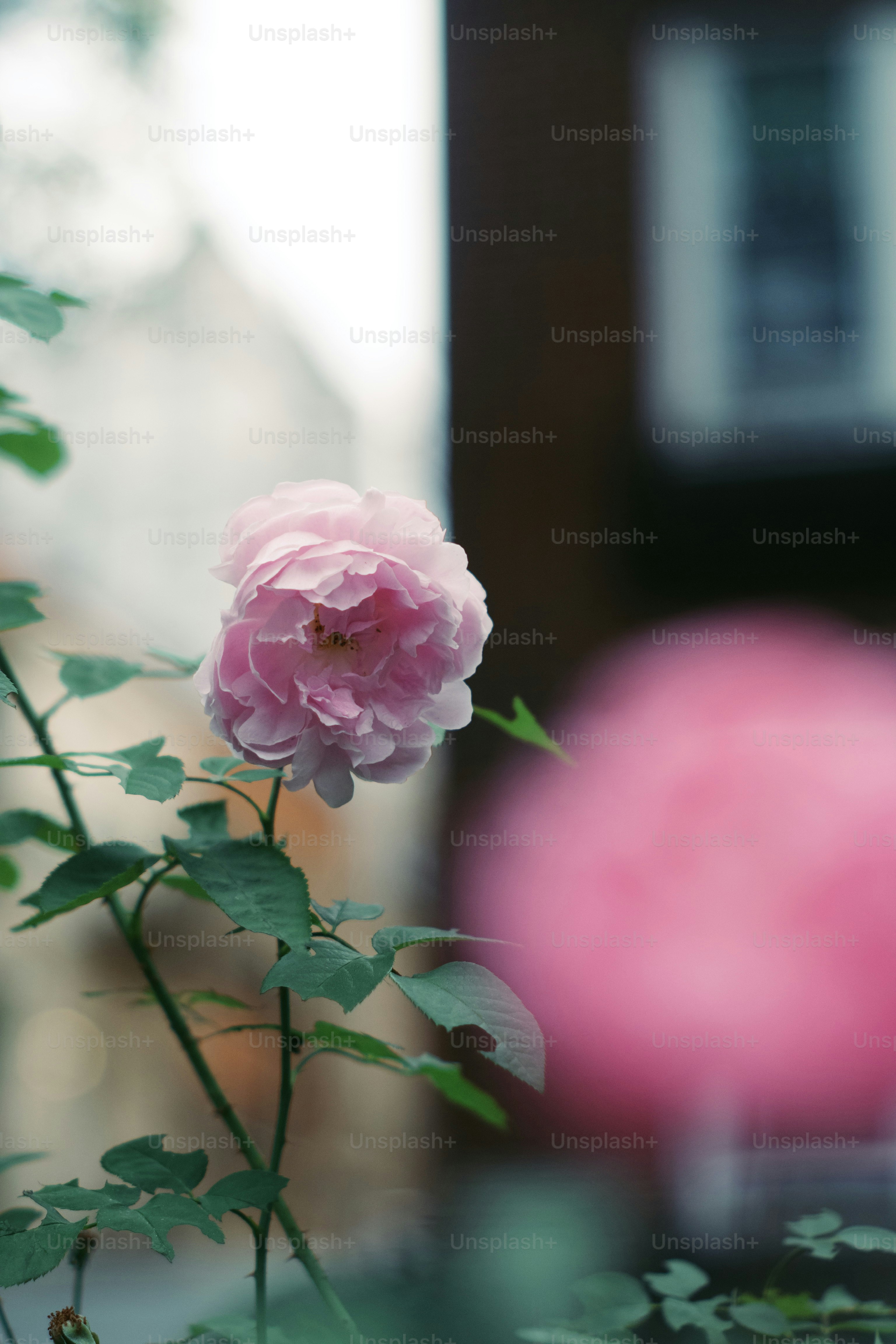una flor rosa con hojas verdes frente a un edificio