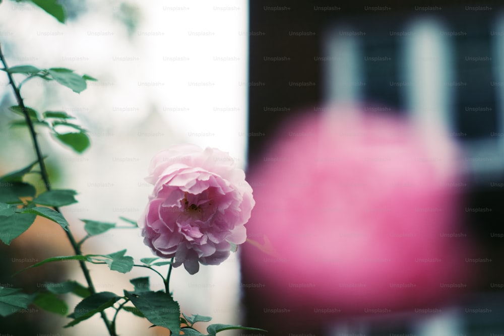 Une fleur rose fleurit devant un bâtiment