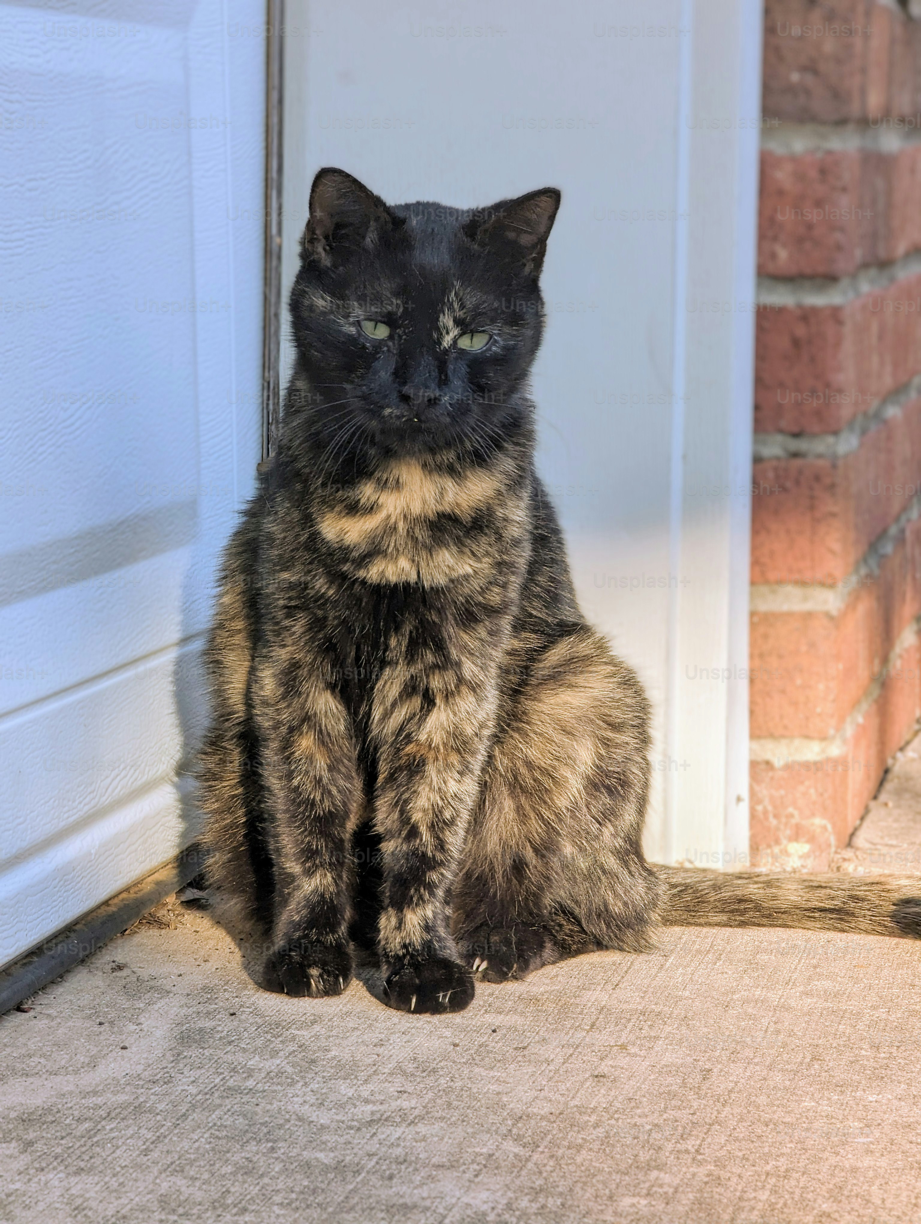 a cat sitting in front of a door