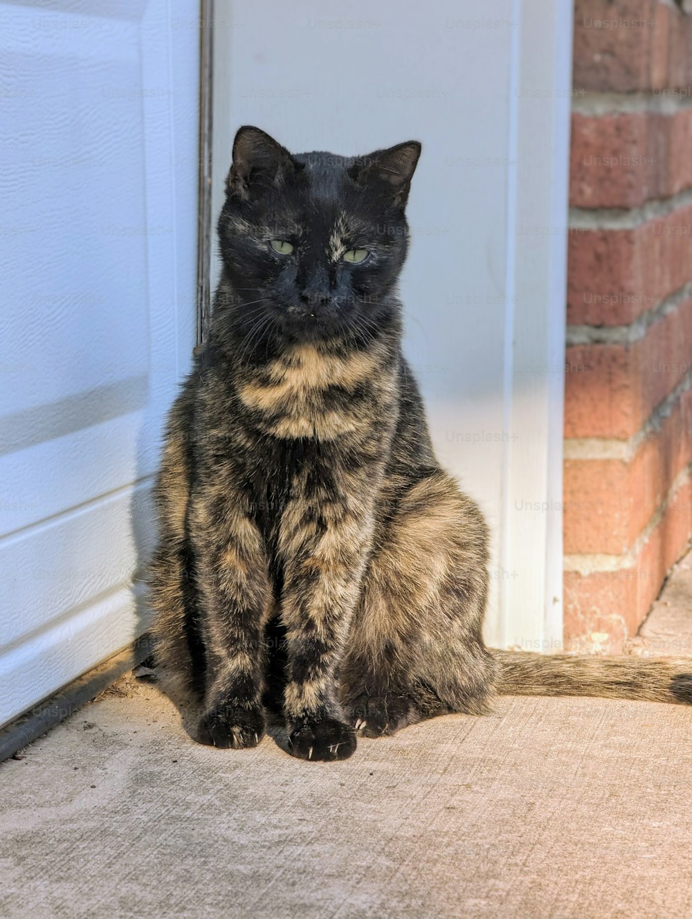 Un gato sentado frente a una puerta