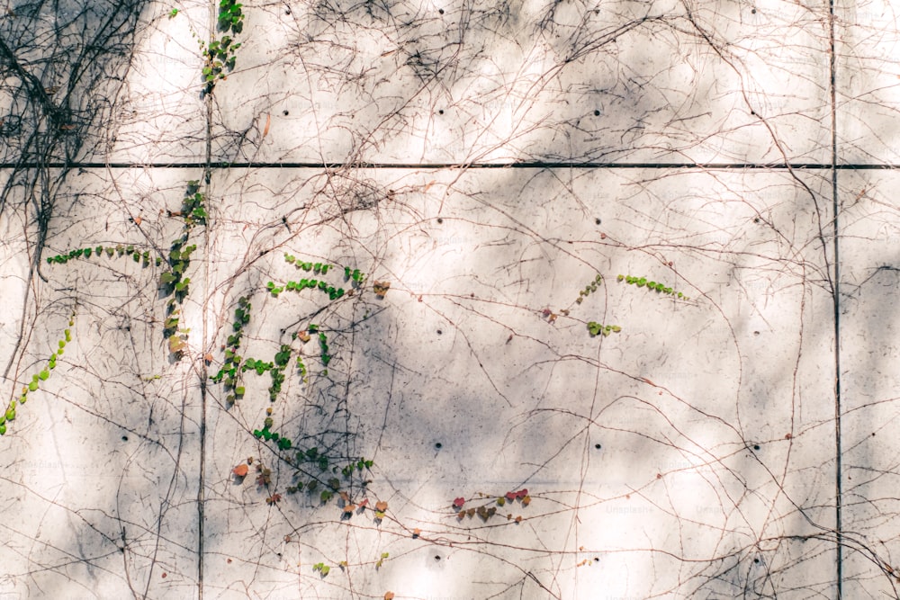 a wall covered in vines and vines growing on it