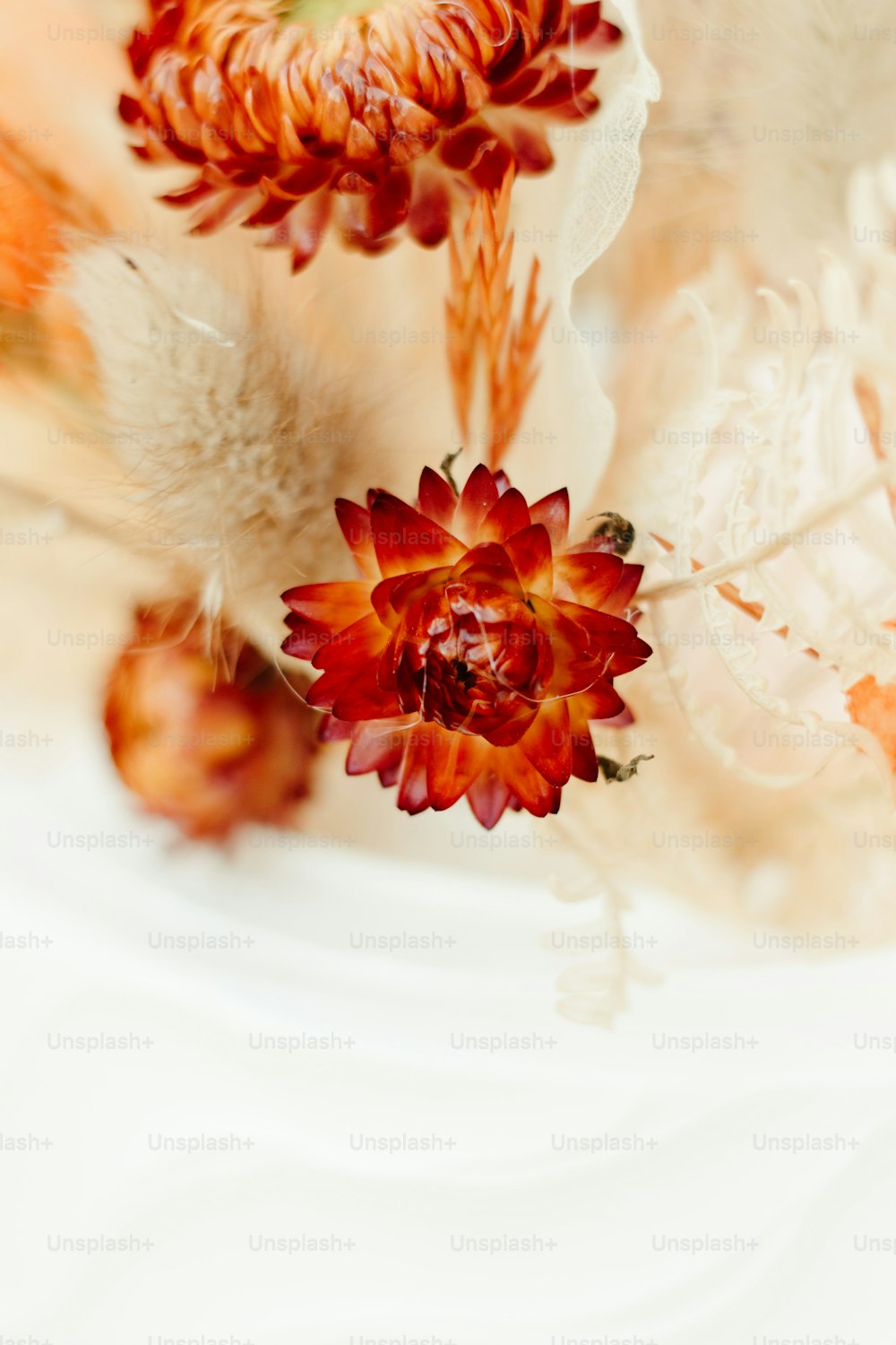 a close up of a red flower on a white plate
